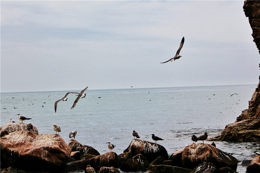 探海外仙境海驴岛,寻找海鸥王国的故事