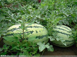 各类水果知识大全及图片,70种水果常识大全图解