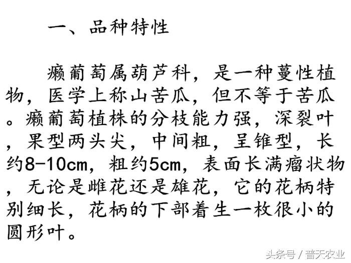 癞葡萄的种植方法和技术,癞葡萄种植方法和注意事项