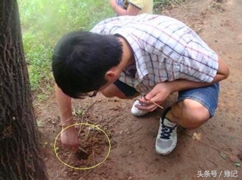 河南知了怎么抓,野外抓回来的知了要给它吃什么