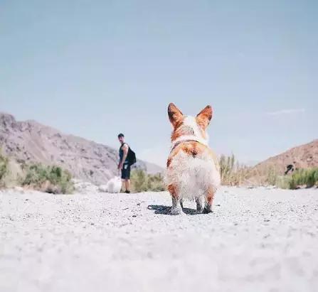 养了一只柯基,养了一只柯基和博美