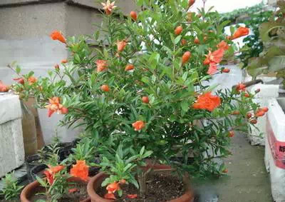 为什么我老是把花养死了,花养死了要丢掉吗