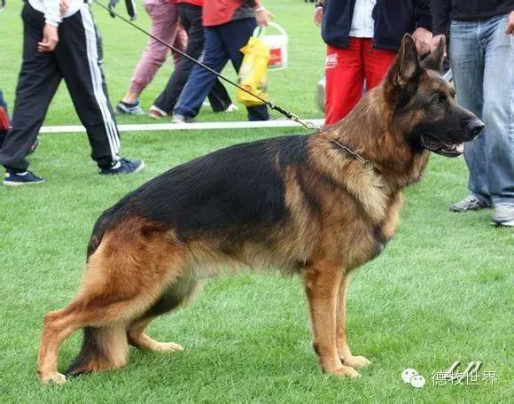 原创|德牧名犬：超越一切，无需说明欧门