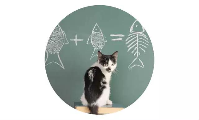 2022上海宠物领养中心官网,上海宠物领养日申请领养概率