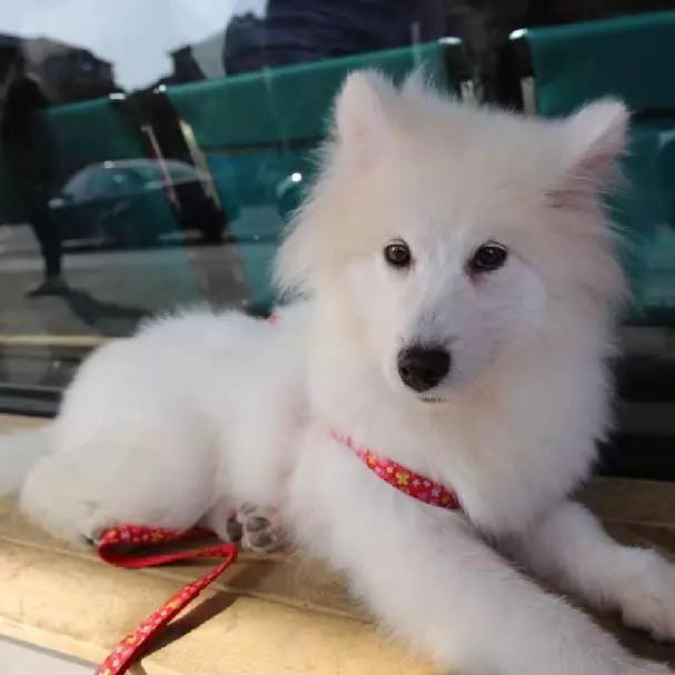 2022上海宠物领养中心官网,上海宠物领养日申请领养概率