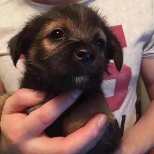 上海嘉定哪里有免费领养狗,瑶海区附近最近的宠物领养