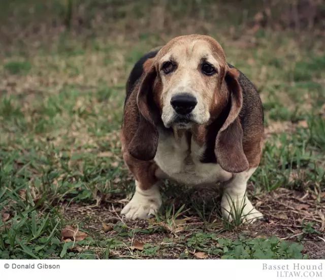 动物世界犬种-巴吉度猎犬