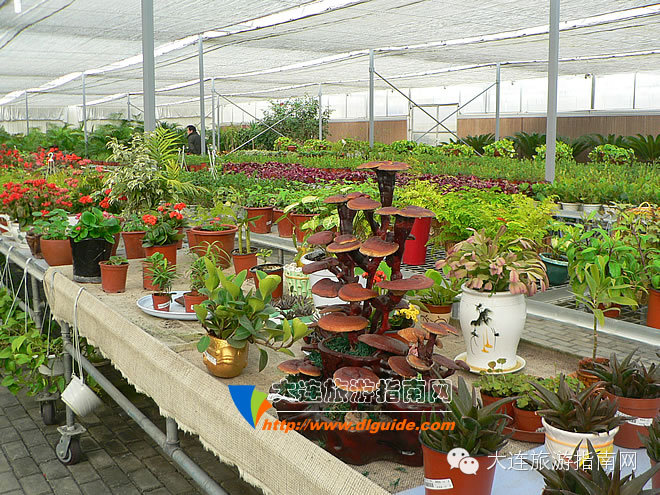 大连西郊超市,大连西郊园艺超市游记