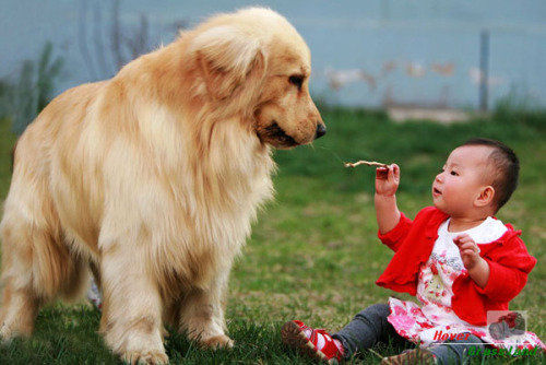狗狗淋雨会感冒吗,下雨天如何解决狗狗淋雨问题