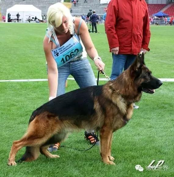 原创|德牧名犬：超越一切，无需说明欧门