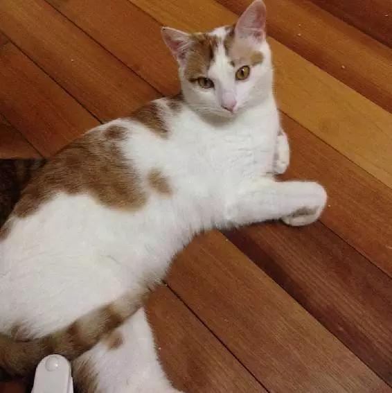 上海嘉定哪里有免费领养狗,瑶海区附近最近的宠物领养