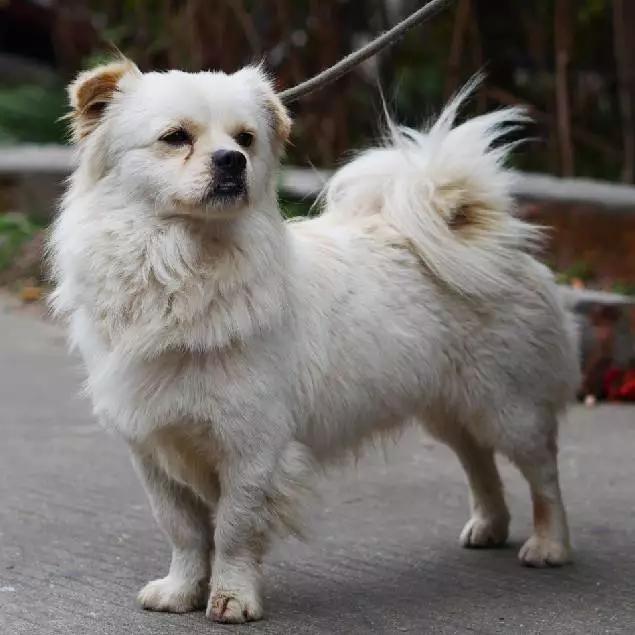 2022上海宠物领养中心官网,上海宠物领养日申请领养概率