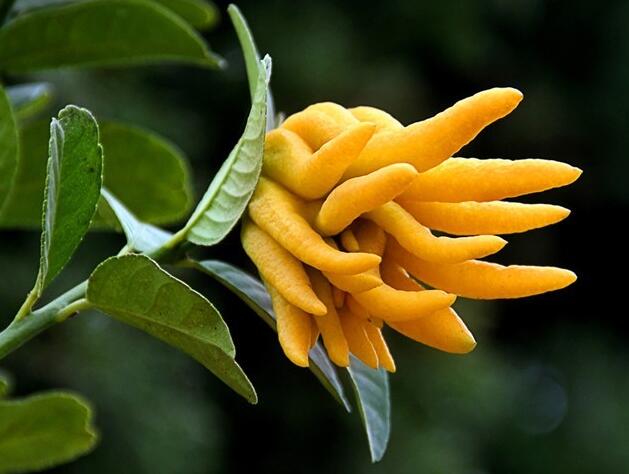 芳香大百科常用精油介绍,各类精油成分功效