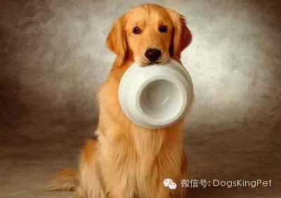 狗不爱吃饭拉稀怎么回事,狗不爱吃饭还吐是怎么回事