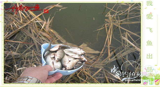 2016之我爱飞鱼觅得好钓点