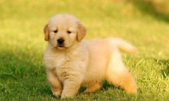 金毛犬怎么训练不乱叫,金毛犬怎么训练大小便