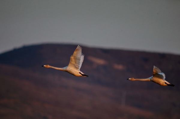 白石水库看天鹅最佳位置导航,白石水库看天鹅2020