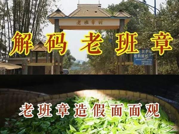 老班章普洱熟茶里面的猫腻,老班章普洱茶价格乱象