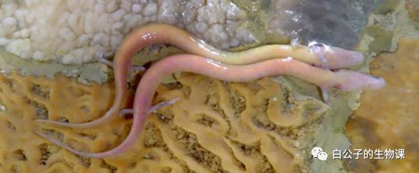 深入海底探寻美人鱼,探秘千米深海邂逅众多神秘生物