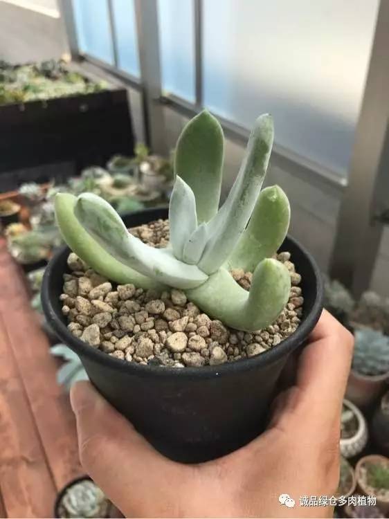 日本特价展会,日本多肉植物博览会