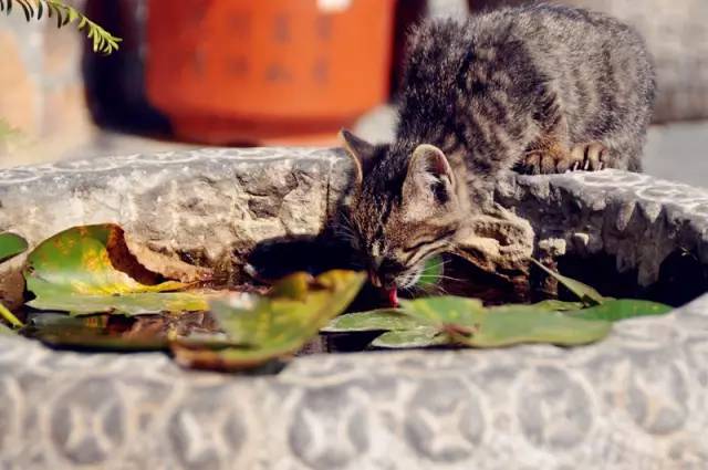 大江宁666！10家“最南京”乡村民宿，有一半来自江宁！