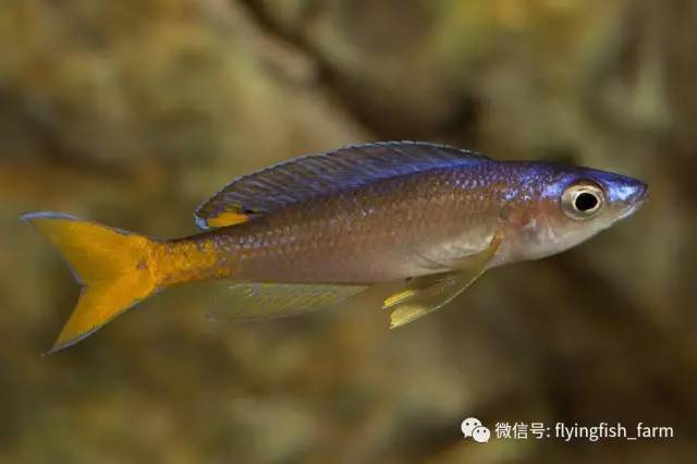 什么叫口孵,口字偏旁的秘密