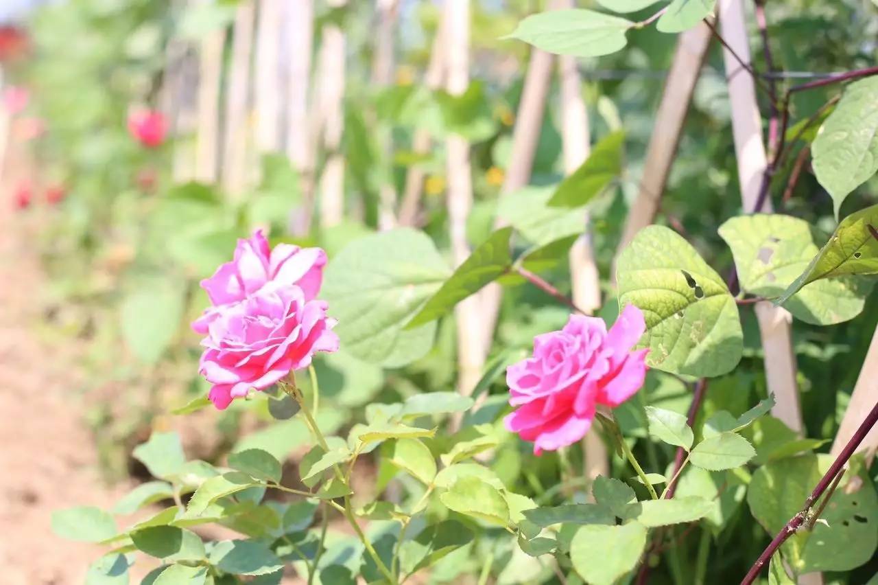 实拍鲅鱼圈“金色海洋”！和你的Ta来场“沉默”的邂逅……