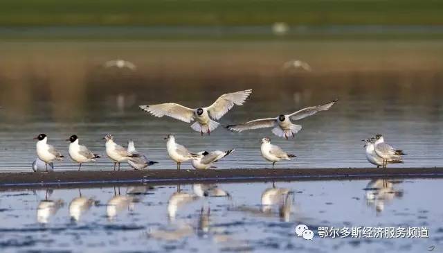 伊金霍洛旗少儿舞蹈,伊金霍洛选拔赛