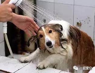 养宠小知识狗突然大量掉毛怎么办,狗狗一块皮肤发红掉毛怎么治疗