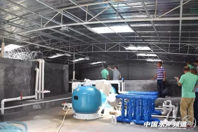 养殖南美白对虾容易出现的问题,养殖南美白对虾有黑皮