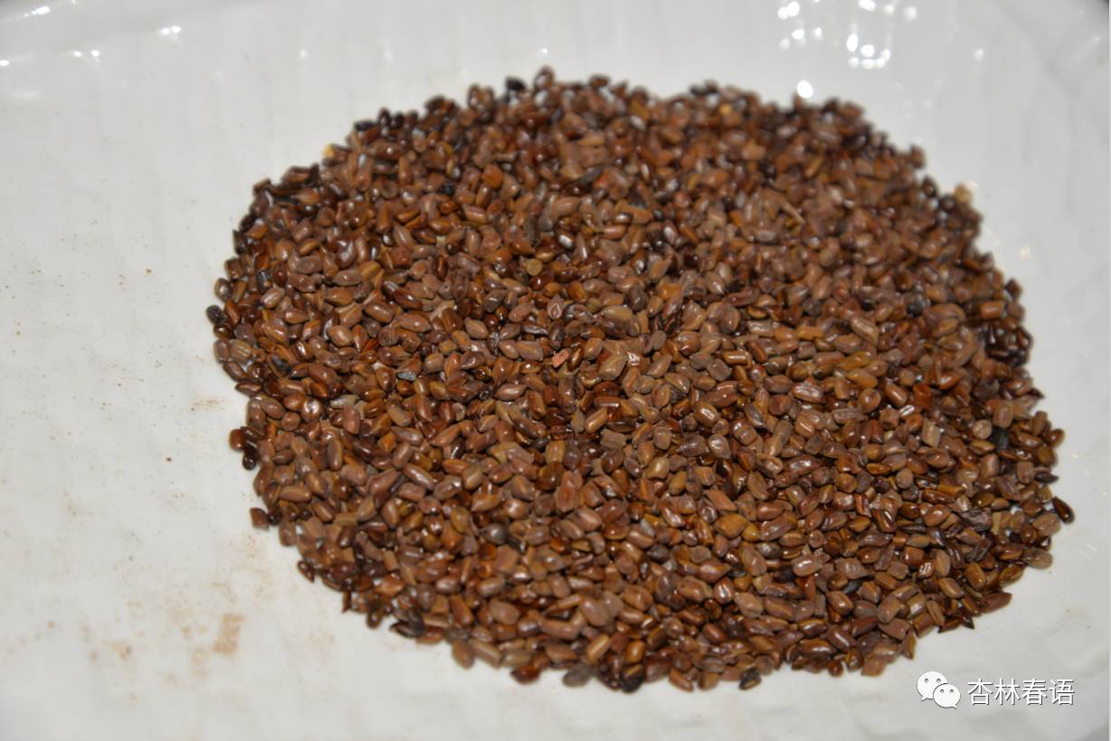 决明子养生知识文字,中医养生决明子