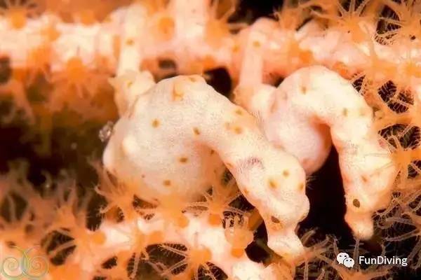 从入门级到朝圣级，船宿该怎么选？