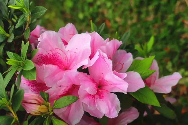 舌尖上的节气惊蛰养生,二十四节气惊蛰美食