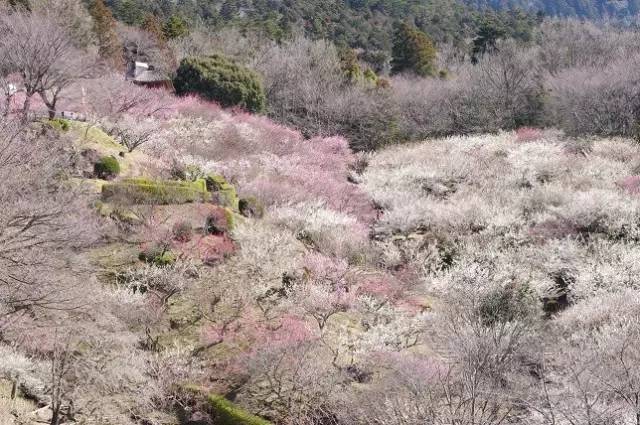 日本樱花盛开之时游人如织,日本已经等不及了