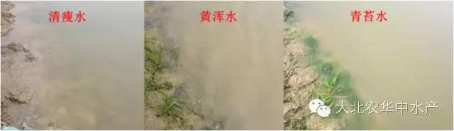 北方池塘养殖什么前景最好,台湾泥鳅池塘养殖技术要点