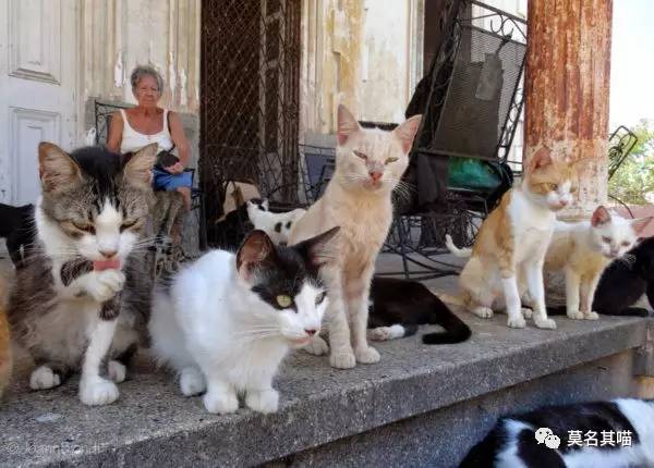 哈瓦那棕猫幼猫,哈瓦那棕猫贵吗值得养吗