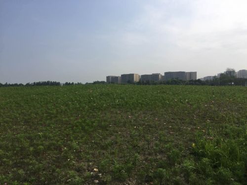 双流赏花一日游最佳景点,双流附近看花景点在哪里