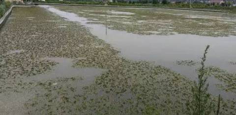 蟹塘养殖要注意什么,河蟹养殖下雨天缺氧吗