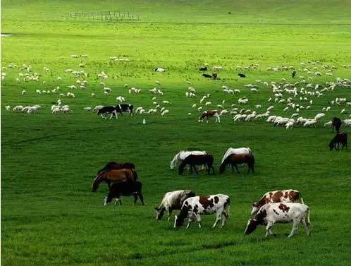 不是每个牛奶都叫特仑苏原视频,大草原牛奶特仑苏