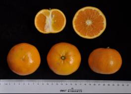 柑橘新品种选育及发展概况,带你认识柑橘新优品种