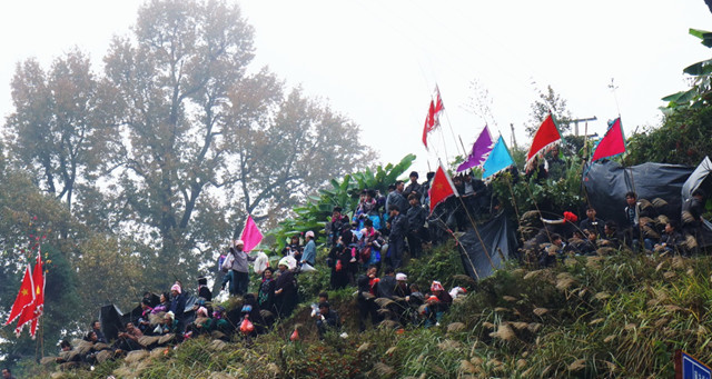 苗寨斗牛风俗视频,苗寨斗牛活动
