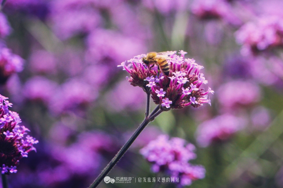 天地潼关之战,天地版白鹿原