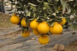 柑橘新品种选育及发展概况,带你认识柑橘新优品种