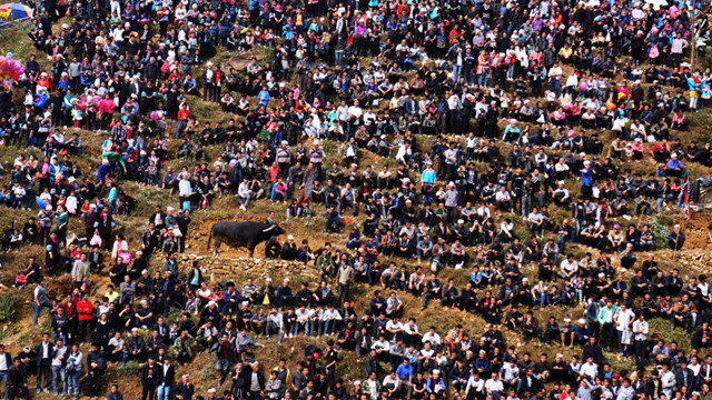 苗寨斗牛风俗视频,苗寨斗牛活动