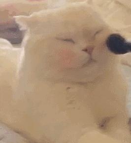 不会画妆容和会化妆的对比,新手有没有必要画腮红