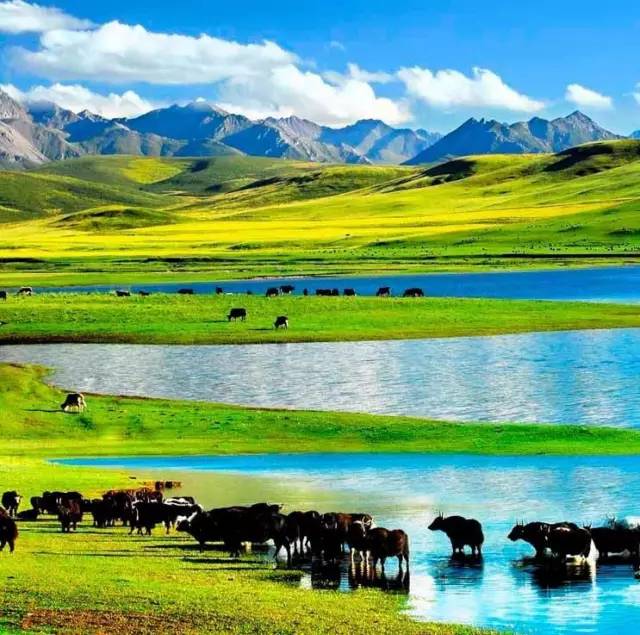 对不起，我去草原了，别再找我了……