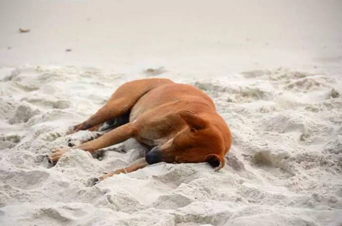 秦皇岛适合带狗去的地方,北戴河的民宿带狗的可以去吗