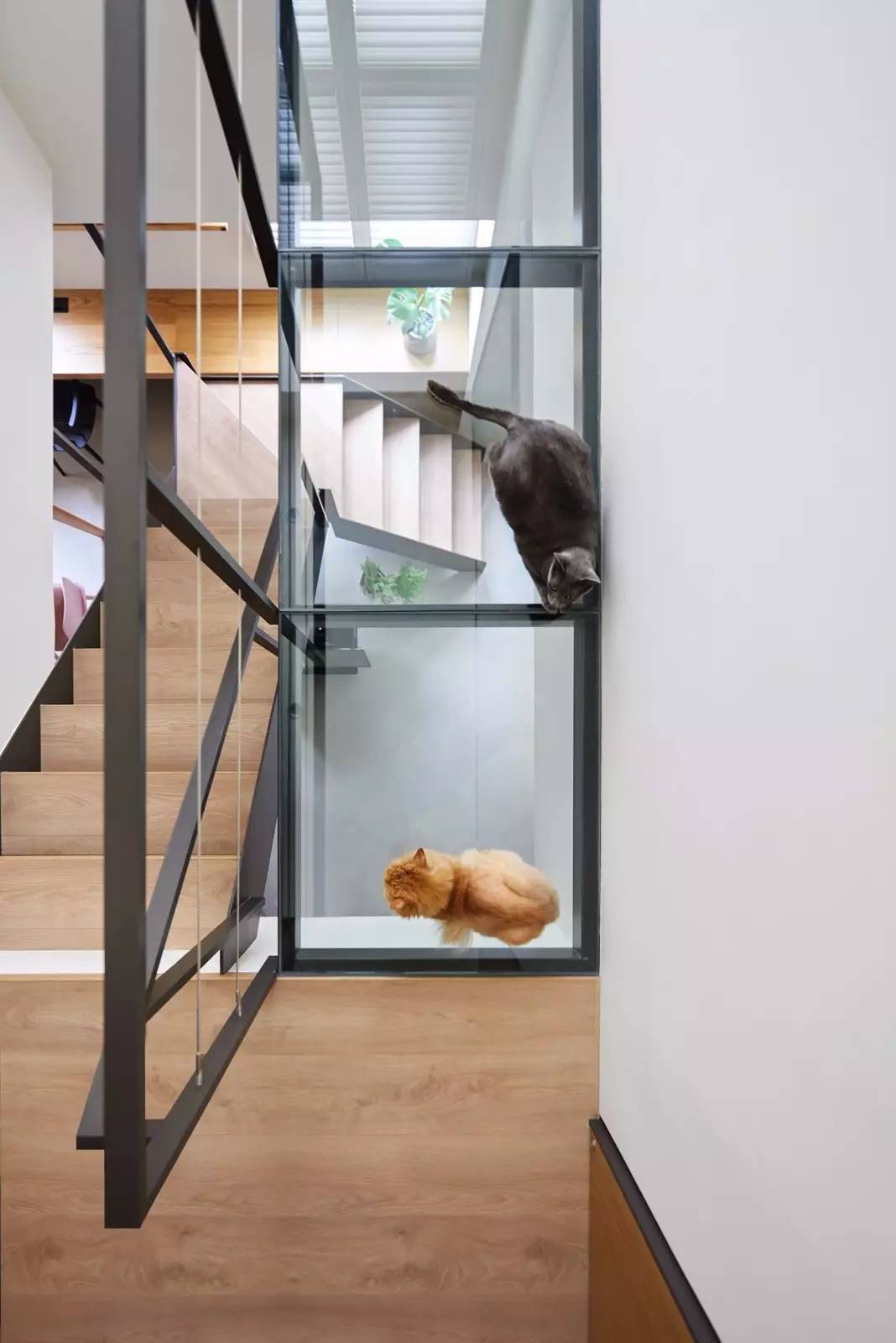 猫奴的生活布置,猫奴的卧室怎么装扮