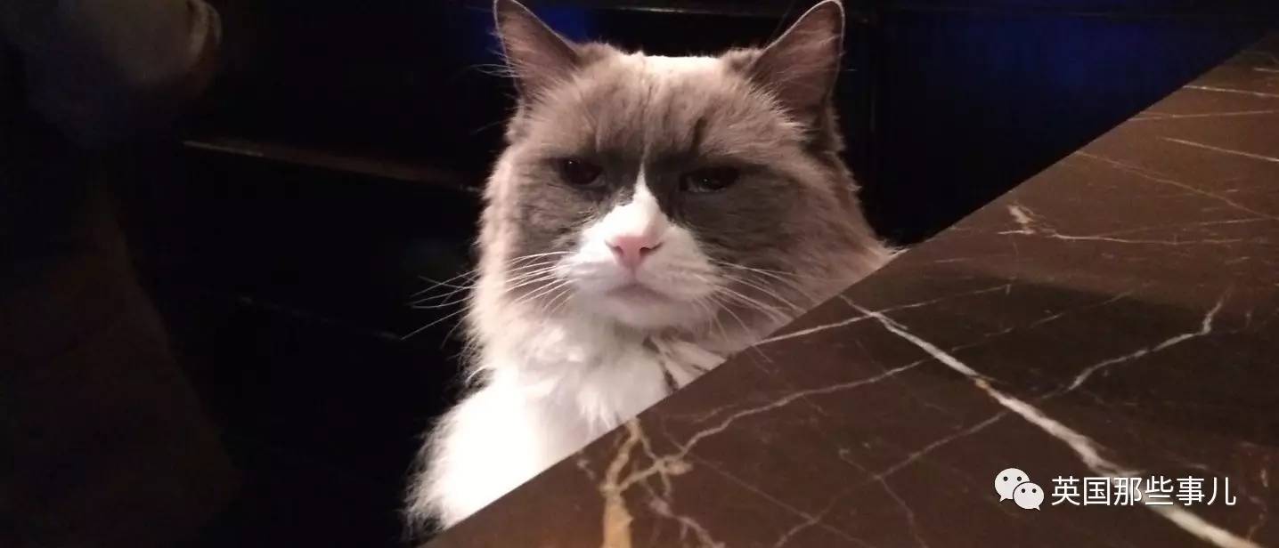 在职7年的喵掌柜终于退休，勤勤恳恳主动加班……对接任的也是放心不下啊……