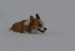 斑点狗长大了还会长出新的斑点吗,斑点狗刚出生的时候是长什么样的